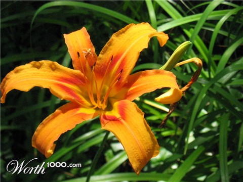 Photography by faeriefly__