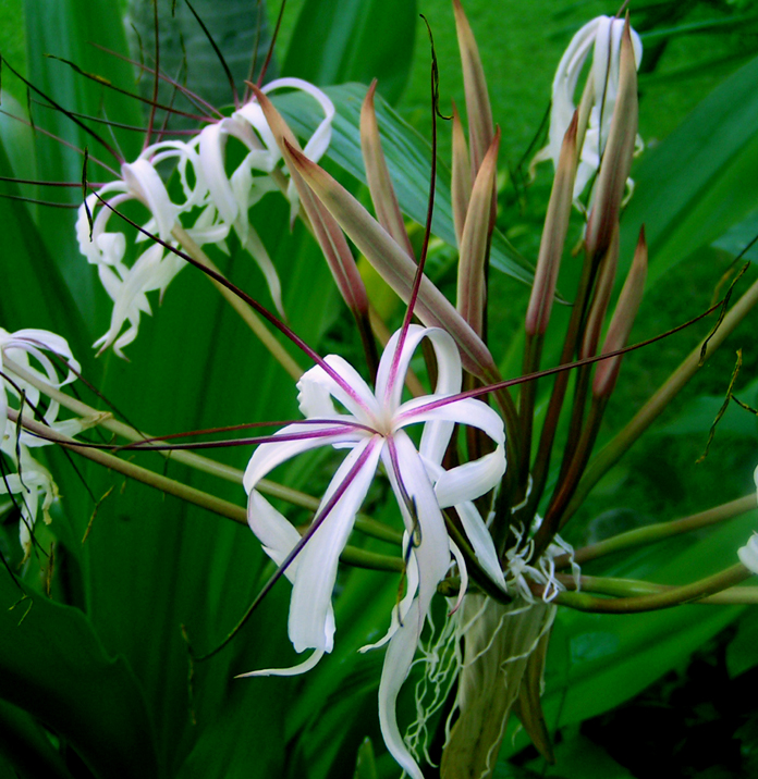 Fotografie von jasoned für DesignCrowd (Community Contests) | Design #9071263