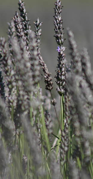 Fotografía por havelock para DesignCrowd (Community Contests) | Diseño #9088898