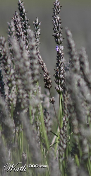 Photography by havelock