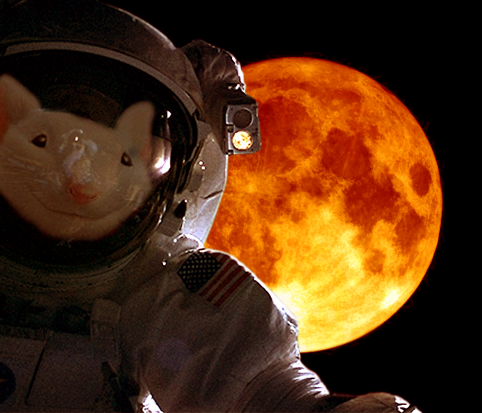 Photoshop Design by horsefreer for DesignCrowd (Community Contests) | Design #9092947