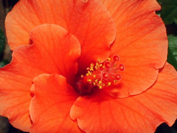 Fotografie von mmc9496 für DesignCrowd (Community Contests) | Design #9093871