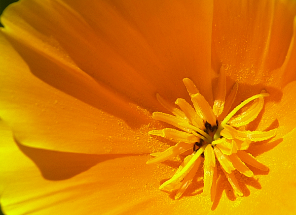 Photography by paparouna for DesignCrowd (Community Contests) | Design #9093843