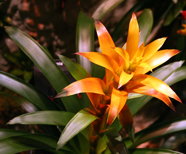 Photography by ImIrene for DesignCrowd (Community Contests) | Design #9093807