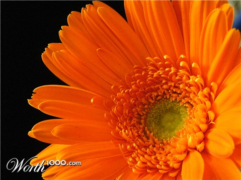 Photography by baroness0221