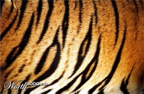 Photography by mangaman