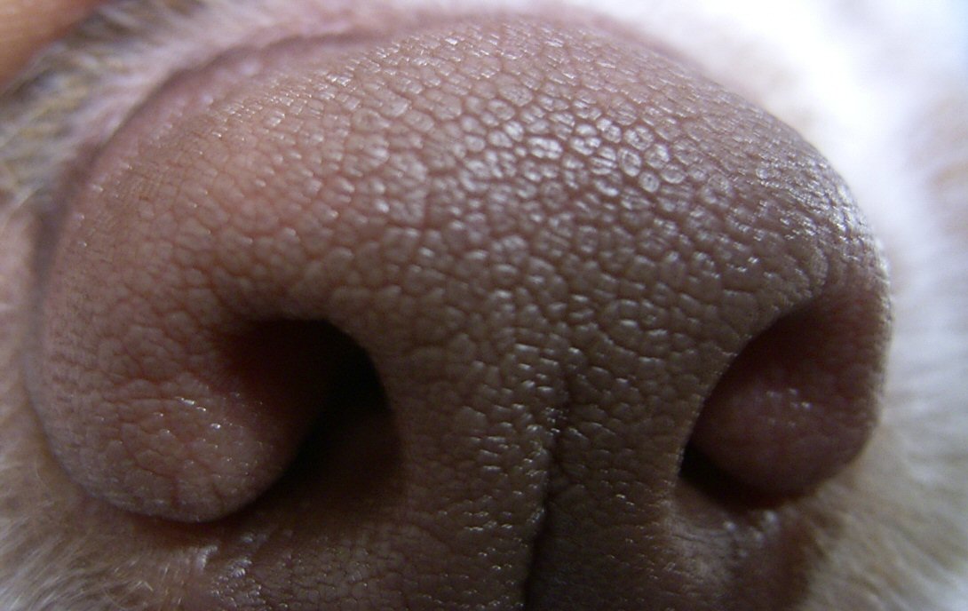 Photography by timboellis2031 for DesignCrowd (Community Contests) | Design #9088980