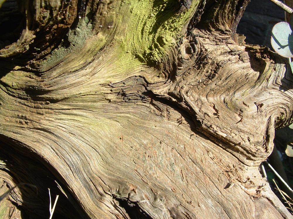 Photography by pepty for DesignCrowd (Community Contests) | Design #9071390