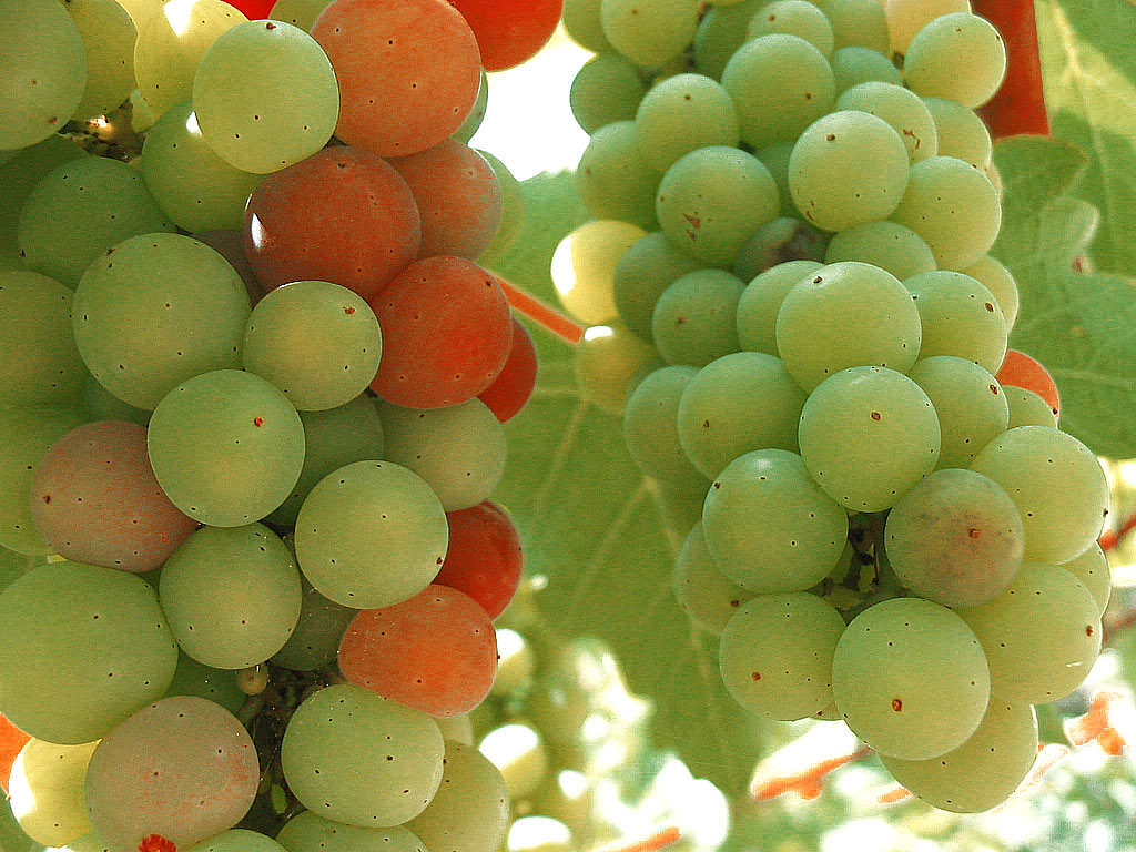 Fotografía por michellu para DesignCrowd (Community Contests) | Diseño #9091258