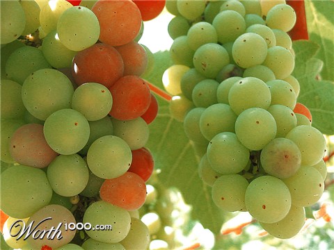 Photography by michellu