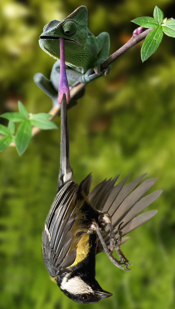 Photoshop Design by DeconstructedHarry for DesignCrowd (Community Contests) | Design #9071264