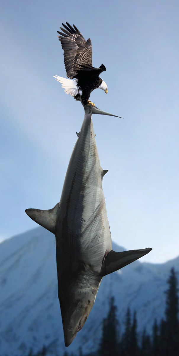 Diseño de Photoshop por piranha para DesignCrowd (Community Contests) | Diseño #9071349