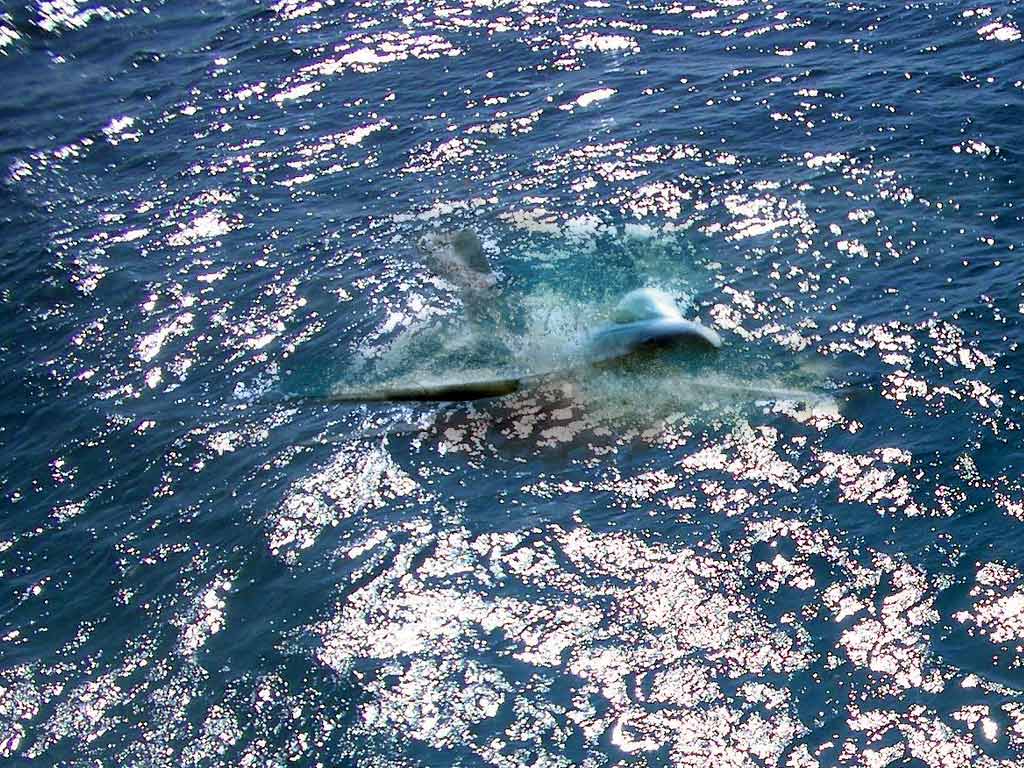 Photoshop Design by JonnyG321 for DesignCrowd (Community Contests) | Design #9071209