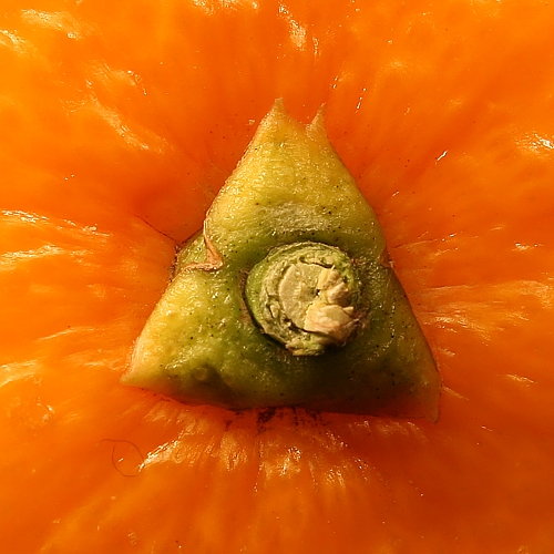 Fotografía por Riot para DesignCrowd (Community Contests) | Diseño #9091284