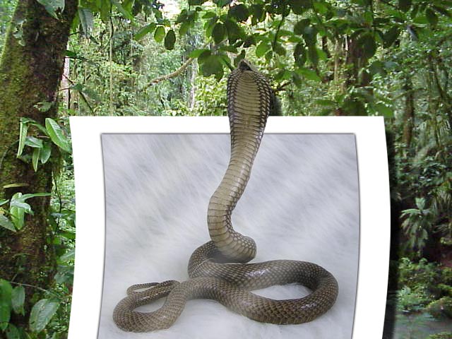 Photoshop Design by coldasice17 for DesignCrowd (Community Contests) | Design #9091269