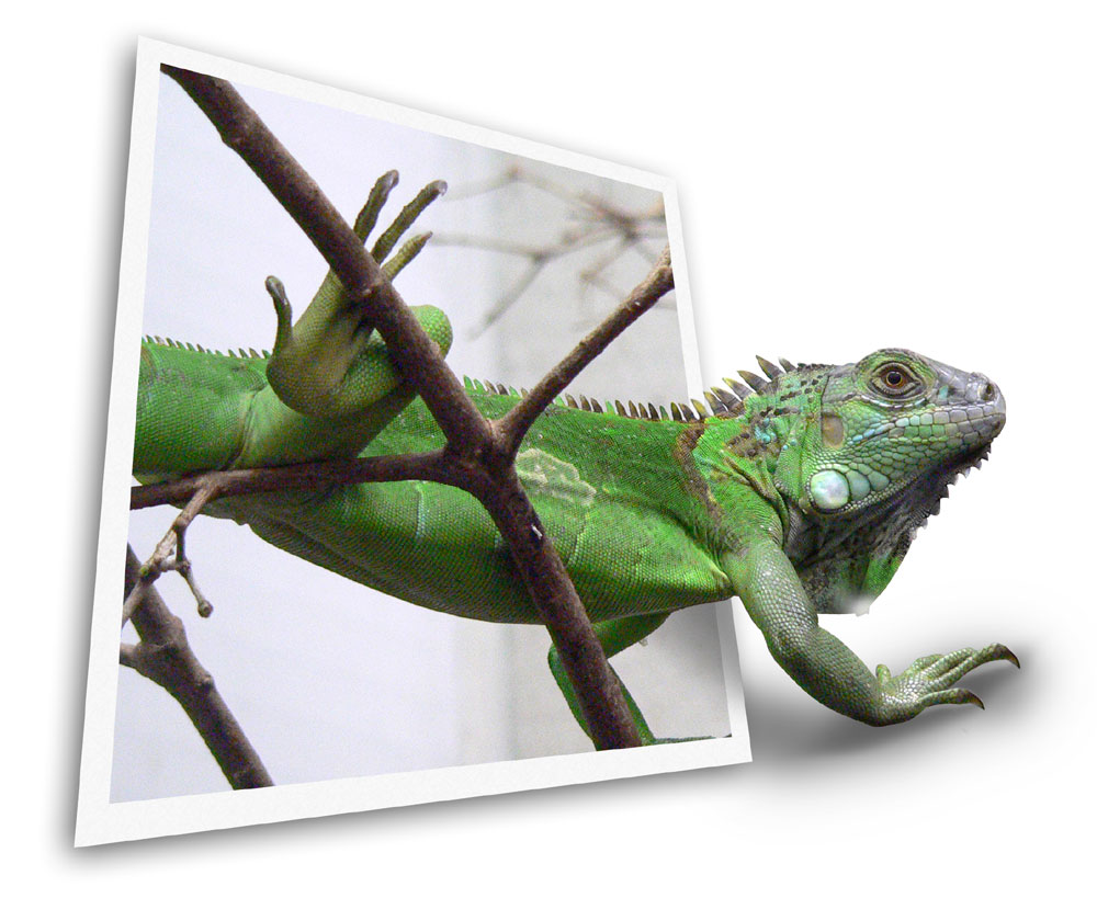 Photoshop Design by AniaBo for DesignCrowd (Community Contests) | Design #9091333