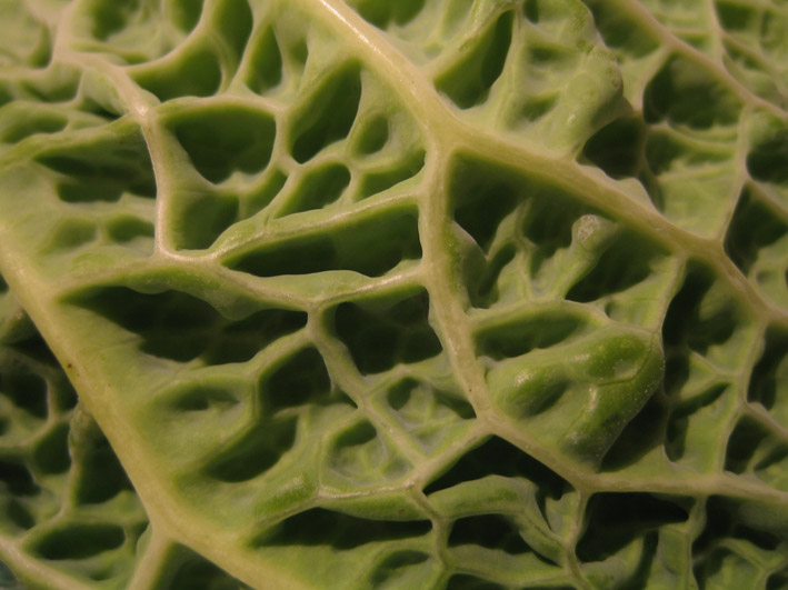 Photographie par johnnymaxwell pour DesignCrowd (Community Contests) | Design #9089032