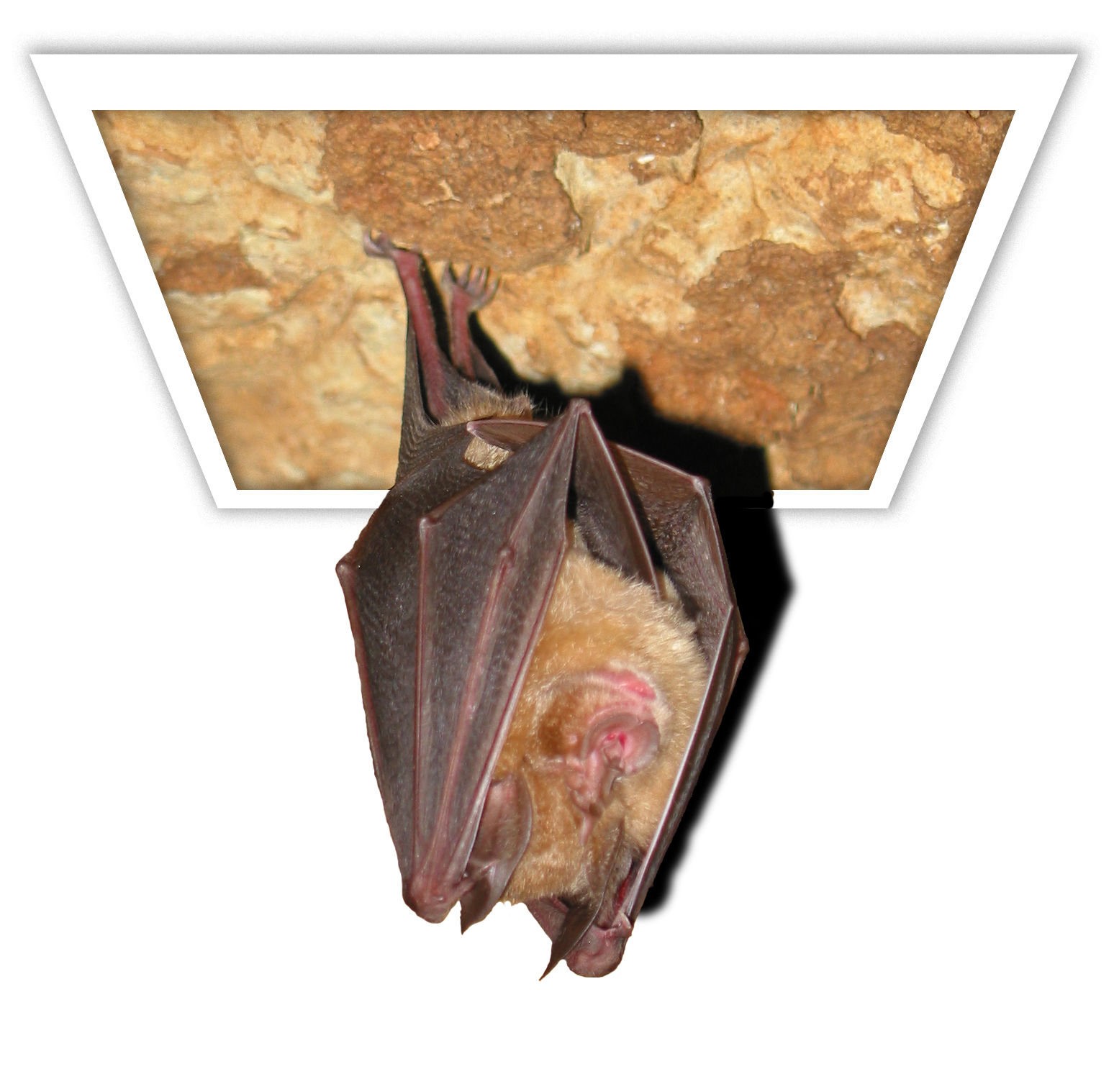 Diseño de Photoshop por caverjolly para DesignCrowd (Community Contests) | Diseño #9084344