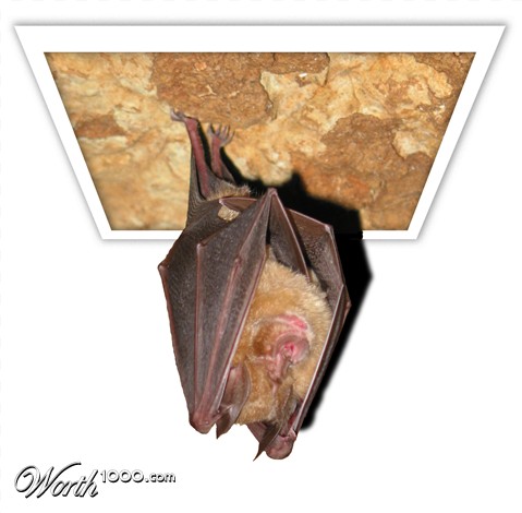 Photoshop Design by caverjolly