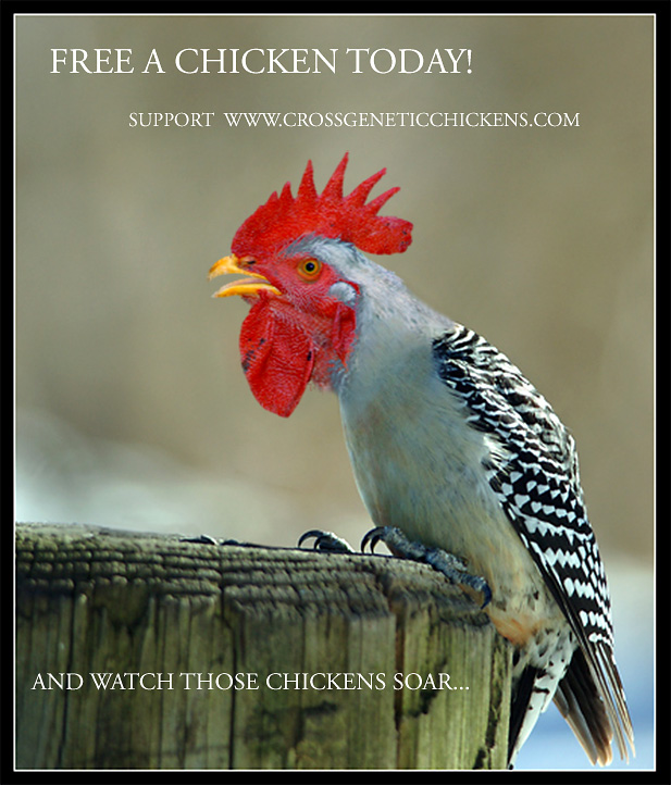 Photoshop Design by brachionus for DesignCrowd (Community Contests) | Design #9090763