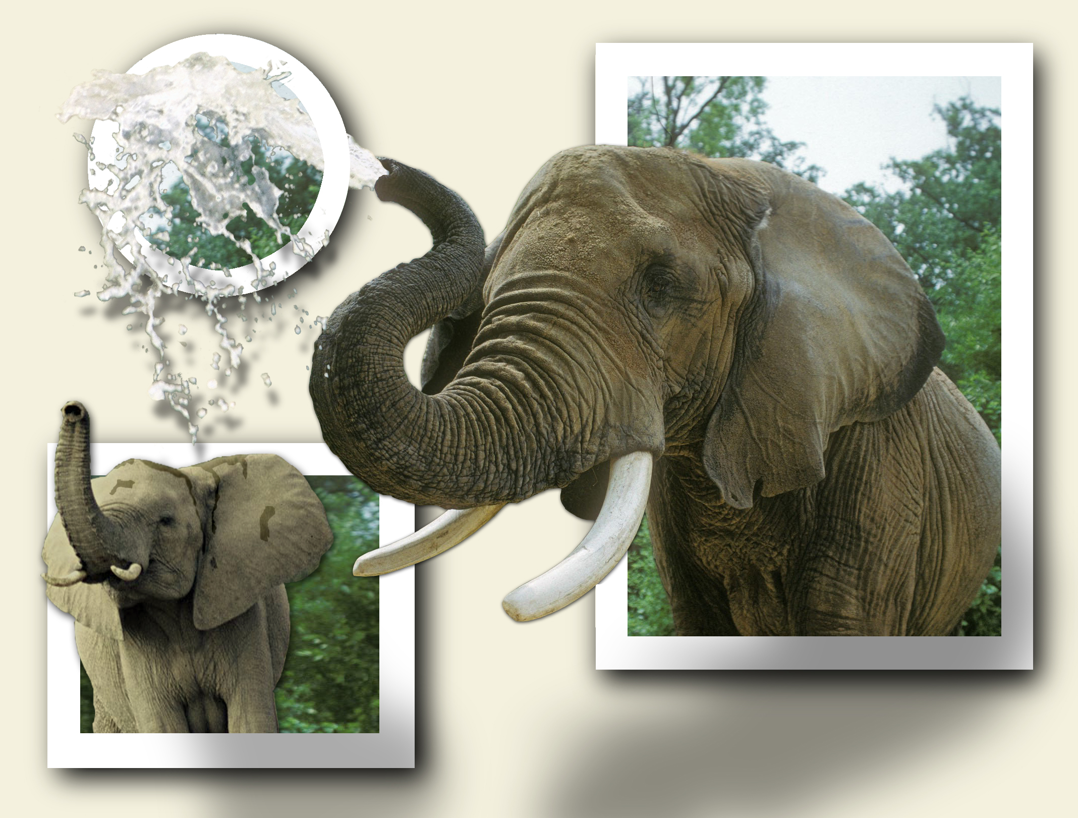 Photoshop Design by connied for DesignCrowd (Community Contests) | Design #9084350