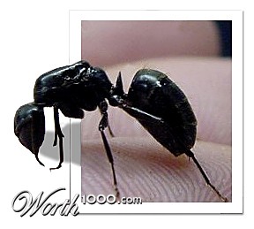 Photoshop Design by StrangeWorld