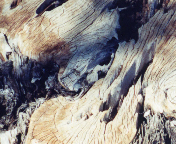 Fotografie von lilhorseebabee für DesignCrowd (Community Contests) | Design #9089184