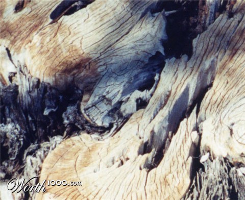 Photography by lilhorseebabee