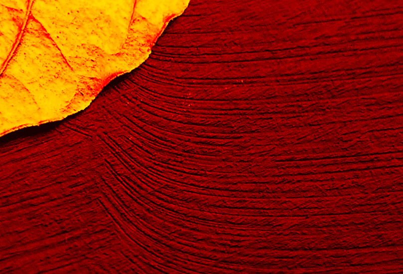 Photography by Vinnied for DesignCrowd (Community Contests) | Design #9089120