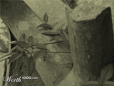 Photography by Scuzem