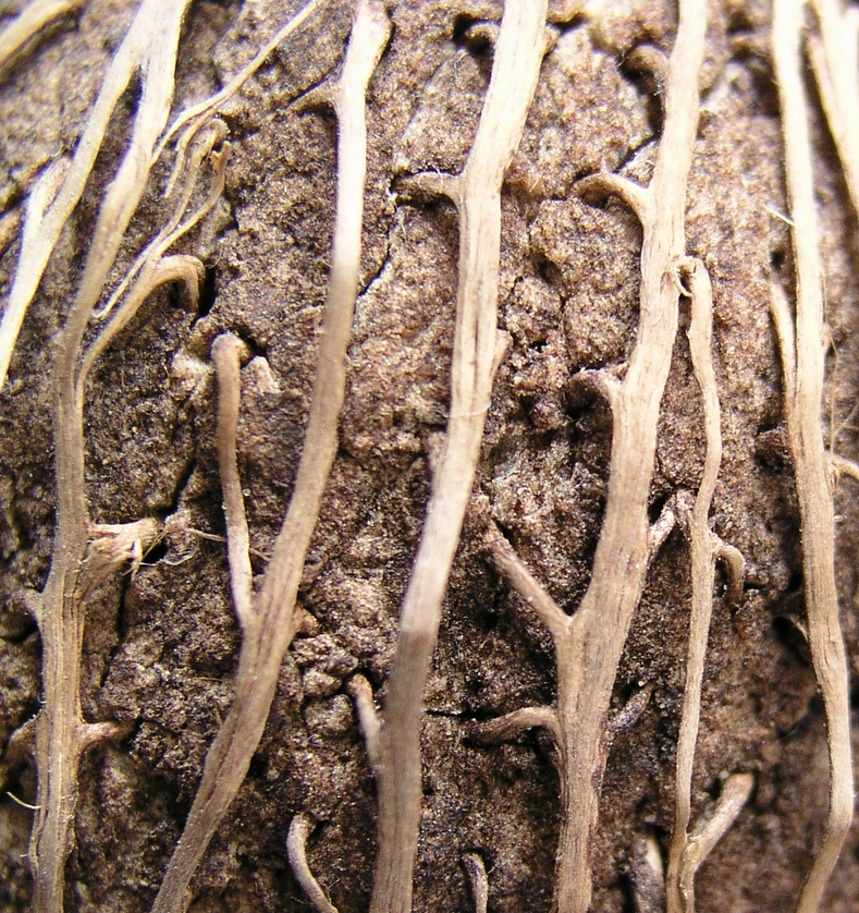 Photography by mzmzmzmz for DesignCrowd (Community Contests) | Design #9089100