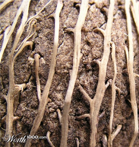 Photography by mzmzmzmz