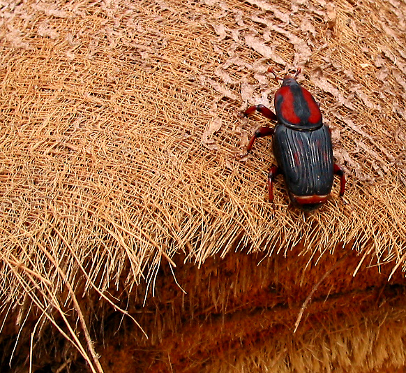 Fotografie von squaredd für DesignCrowd (Community Contests) | Design #9089064