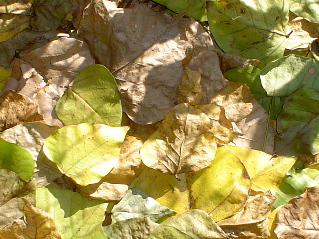 Fotografie von AlinaB7 für DesignCrowd (Community Contests) | Design #9089146