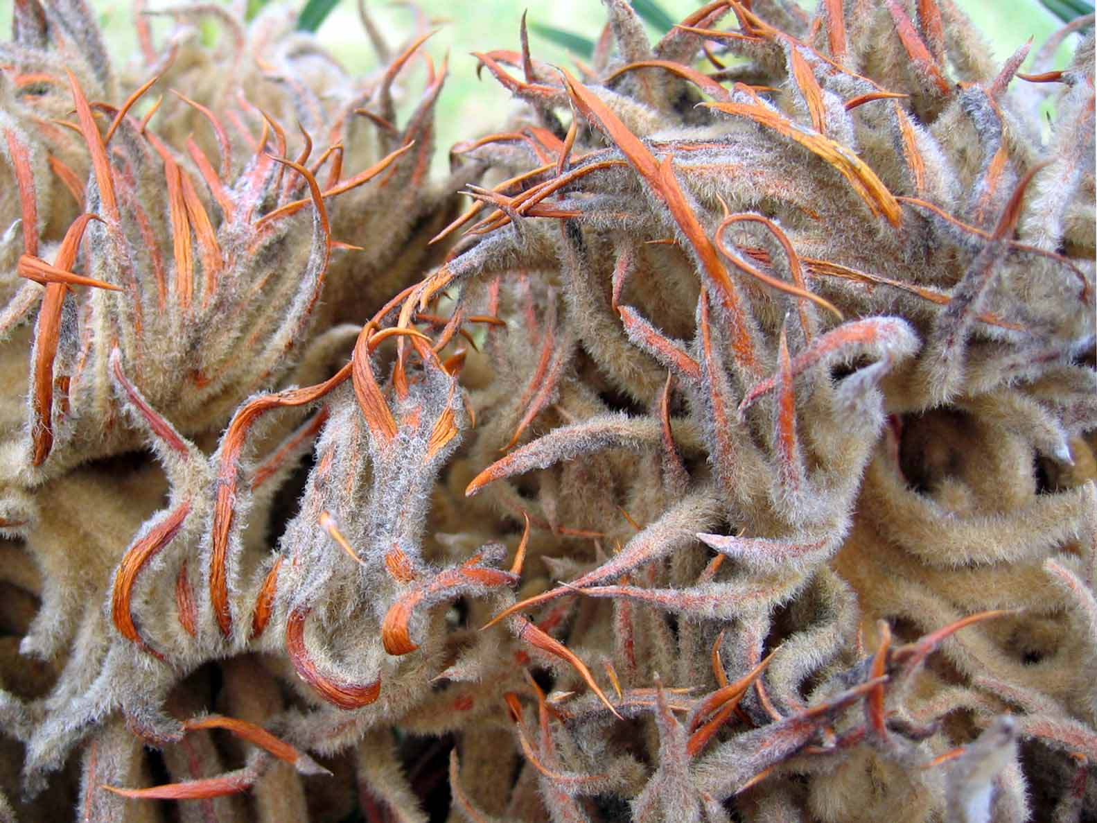 Photography by notmyrealnametoo for DesignCrowd (Community Contests) | Design #9089228