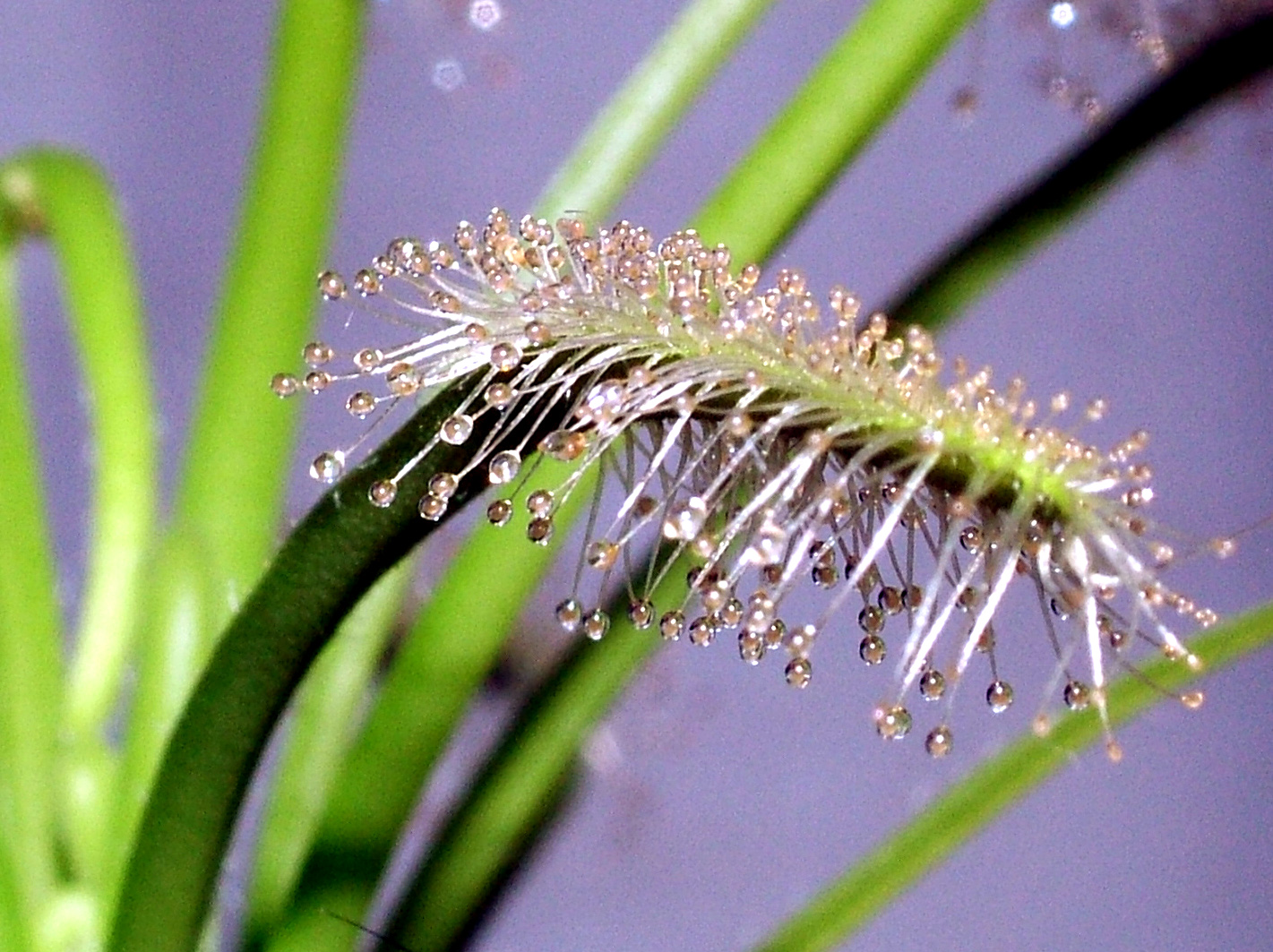 Fotografie von mmc9496 für DesignCrowd (Community Contests) | Design #9089111