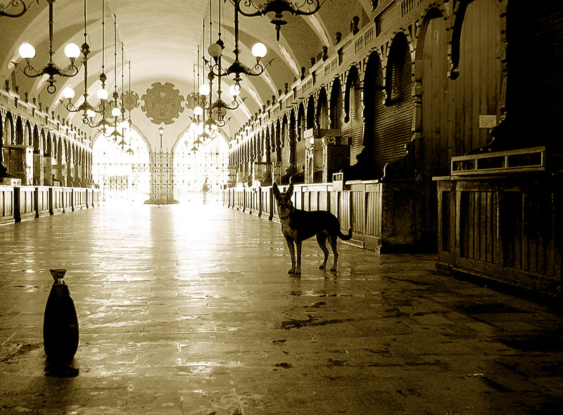 Photography by molusco for DesignCrowd (Community Contests) | Design #9070505