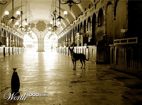 Photography by molusco