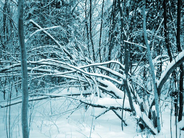 Photographie par niibiishan pour DesignCrowd (Community Contests) | Design #9070653