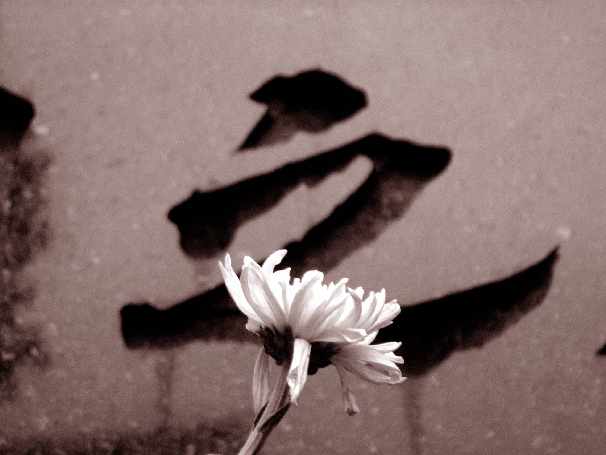 Photography by EmilBanck for DesignCrowd (Community Contests) | Design #9070682