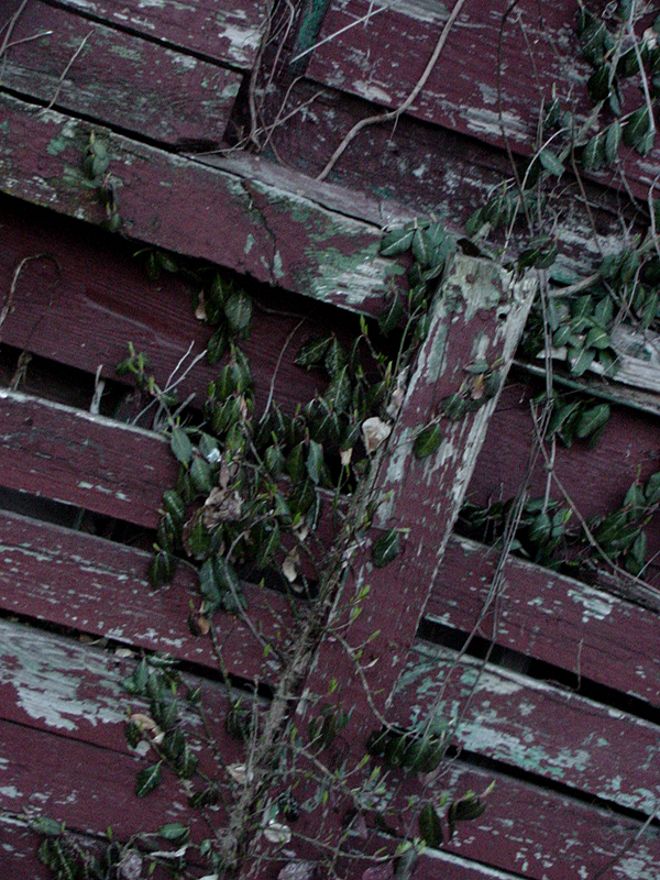 Photography by SydneySett for DesignCrowd (Community Contests) | Design #9090195