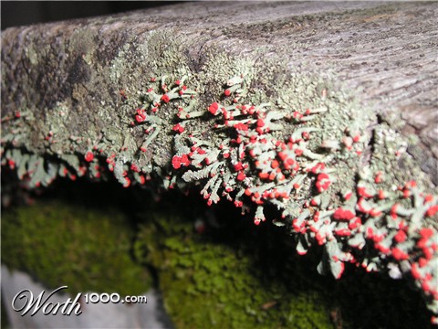 Photography by advance2