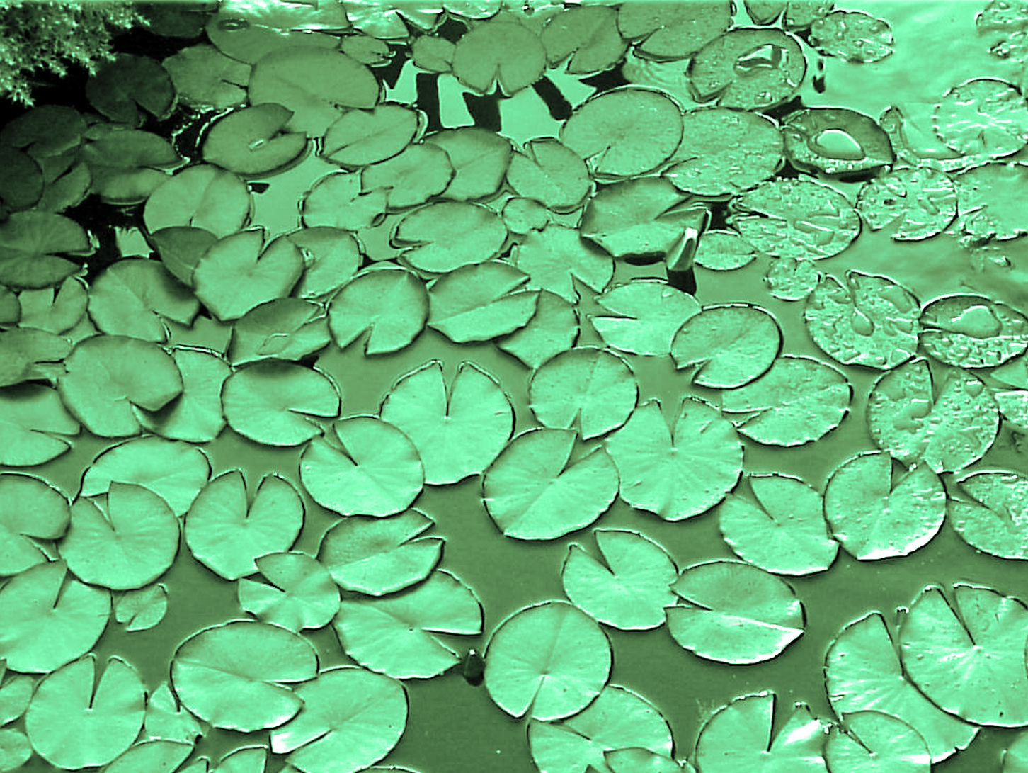 Photographie par advance2 pour DesignCrowd (Community Contests) | Design #9082955