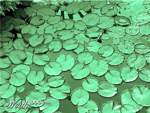 Photography by advance2