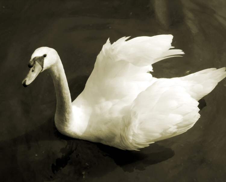 Fotografie von TheTamedShrew für DesignCrowd (Community Contests) | Design #9083020