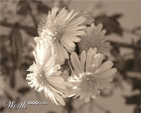 Photography by koshermonkey