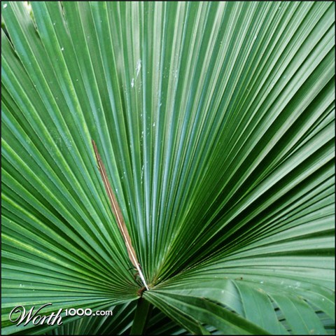 Photography by zensoul