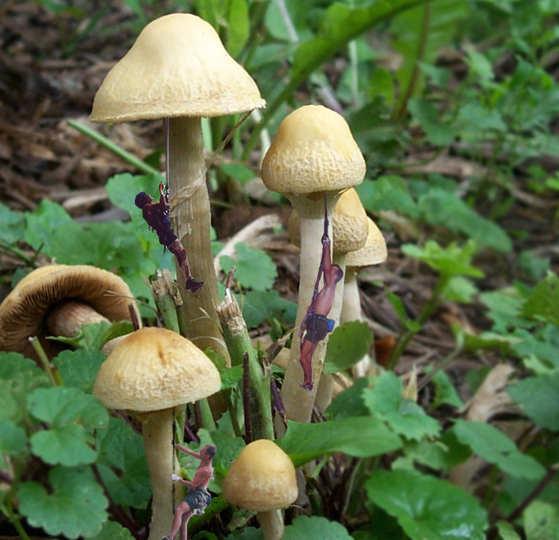 Photoshop Design by 9bluedragons for DesignCrowd (Community Contests) | Design #9084163