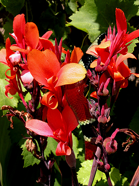 Photoshop Design by StrangeWorld for DesignCrowd (Community Contests) | Design #9092693