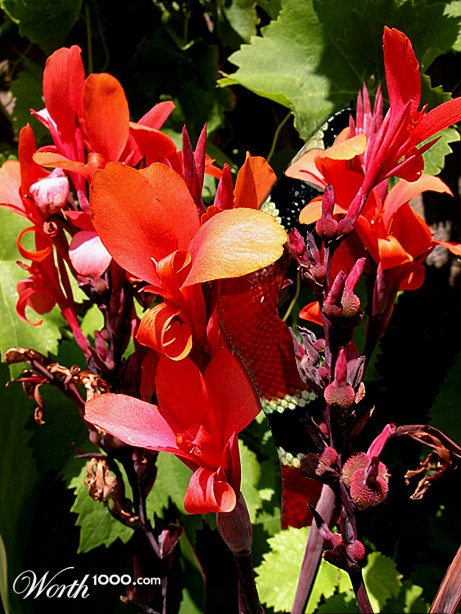 Photoshop Design by StrangeWorld